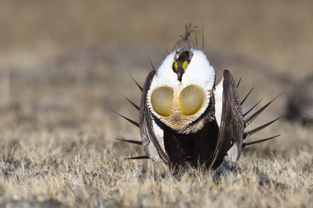 Greater-Sage-Grouse-lewis
